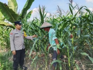 Polsek Sukosewu Dampingi Petani Jagung di Bojonegoro, Dukung Program Ketahanan Pangan